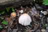 Házi tintagomba (Coprinellus domesticus), Budai-hegység